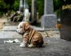 un premier cimetière animalier ouvrira en Isère en 2025