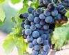 Neuchâtel fait partie des bons élèves en matière de vin durable