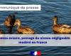 Grippe aviaire, passage de niveau négligeable à modéré en France (communiqué de presse) – Santé et protection animales – Actions de l’État