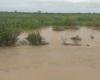 PLUS DE 700 HECTARES DE RIZ INONDÉS ET 1000 PRODUCTEURS IMPACTÉS PAR L’INONDATION DU FLEUVE SÉNÉGAL (SAED)