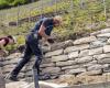 En Valais, les murs en pierres sèches sont des alliés incontournables de la vigne