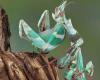 les insectes seront les stars d’une journée dans les Yvelines