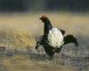 La chasse aux galliformes enfin interdite dans les Alpes du Sud