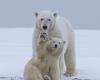 L’ours polaire, témoin direct du réchauffement climatique