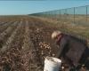 Un premier Projet Alimentaire Territorial pour aider la production agricole locale à Saint-Pierre et Miquelon