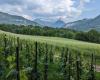 Gel, pluie, maladies… quel est le bilan des vins savoyards après les vendanges ?