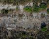 La savane brésilienne, résistante aux incendies