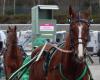 Une exposition sur les courses hippiques dans les Côtes-d’Armor à l’hippodrome de la Baie