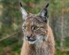 VIDÉO – Il croise un lynx dans une forêt au-dessus de La Tronche