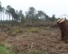 dans le Centre-Manche, la forêt continue de cicatriser