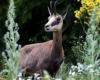 Doubs. Aspas dénonce la légitimité du plan annuel de chasse au chamois