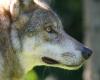 Où se déroule la surveillance des loups dans le Maine-et-Loire ?