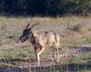 le loup rôde dans le Larzac