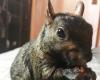 La star des réseaux sociaux Peanut the Squirrel saisie par les autorités de New York