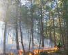 Les scientifiques tirent la sonnette d’alarme sur l’état des forêts terrestres