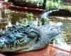 Cassius, le plus grand crocodile captif du monde, est mort