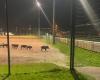 des sangliers labourent un terrain de football à Saint-Pierre-en-Faucigny