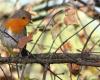 Lapenne. Rencontre autour des oiseaux de l’Ariège