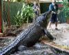 Cassius, le crocodile le plus long du monde, est mort à plus de 120 ans