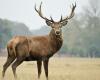 trois grands cerfs ont été tués par des chasseurs en moins de deux semaines