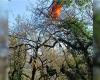 Les pompiers de Dordogne sauvent un parapente coincé dans un arbre de cinq mètres de haut