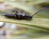 Les perles, ces insectes dont les humains ont transformé la couleur