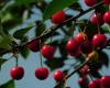 Dans cette commune de Seine-Saint-Denis, la mairie propose 600 arbres fruitiers aux habitants