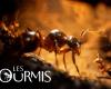 Le jeu Ants est à un prix fou juste avant son lancement