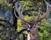 Un chasseur chargé et « piétiné » par un cerf lors d’une chasse dans les Ardennes