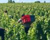 Deux Marocains reconnus coupables de traite des êtres humains dans les vignobles