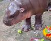 La star des réseaux sociaux, bébé hippopotame, prédit le résultat