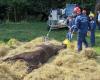 Les pompiers de Seine-et-Marne sensibilisent aux risques animaux