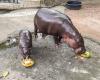 Un hippopotame star d’Internet a prédit le gagnant