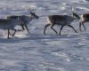 Protection des caribous | Les biologistes dénoncent le manque de courage et de vision des élus