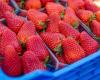 Intermarché interdit les fraises marocaines