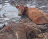 Leur impossible sauvetage, 35 bovins sauvages abattus dans les marais de Loire-Atlantique