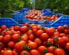 Les prix des tomates ont encore augmenté