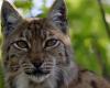 Il y a 50 ans, le lynx boréal était réintroduit en Suisse, au coeur du Creux-du-Van (NE) – rts.ch