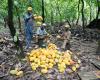 Le report de la loi européenne sur la déforestation inquiète les grands producteurs de chocolat, dont Nestlé