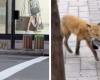 Un renard aperçu au centre-ville de Montréal fait réagir la toile