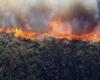 Les forêts californiennes sont ravagées par les flammes