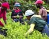 La RD cherche une solution aux travailleurs agricoles haïtiens illégaux