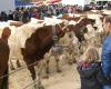 Grande Foire de la Saint-Martin à Seyssel, l’une des plus importantes de la région !