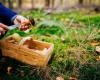 Champignons, attention aux intoxications !