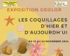 « Coquillages d’hier et d’aujourd’hui » : Exposition à Fameck