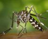 comment des moustiques assourdissants peuvent arrêter les épidémies