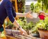 des centaines de plants à prix très bas vendus ce samedi