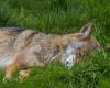 Est-il mort ou blessé ? Un loup introuvable en Suisse près du Mont Tendre après un tir réglementaire