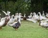 Malgré la vaccination, un premier foyer déclaré de grippe aviaire dans les Landes – Angers Info