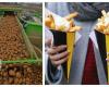 un incontournable malgré les épreuves des vendanges